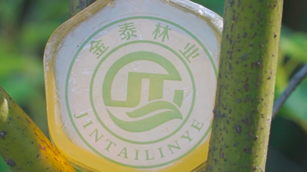 樟油手工皂