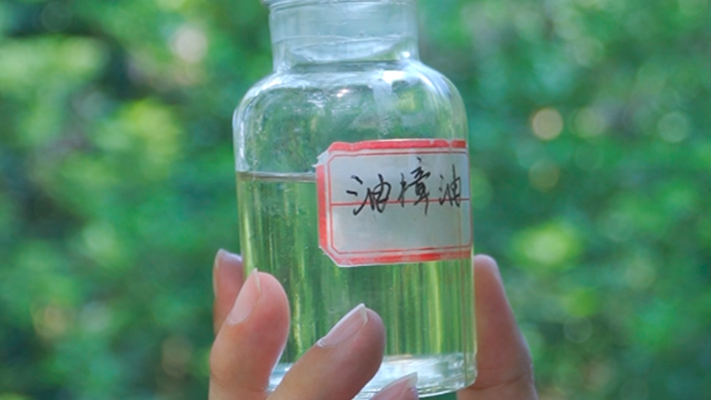油樟油
